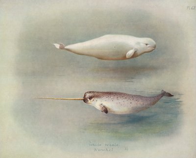 Balena bianca, narvalo da Archibald Thorburn